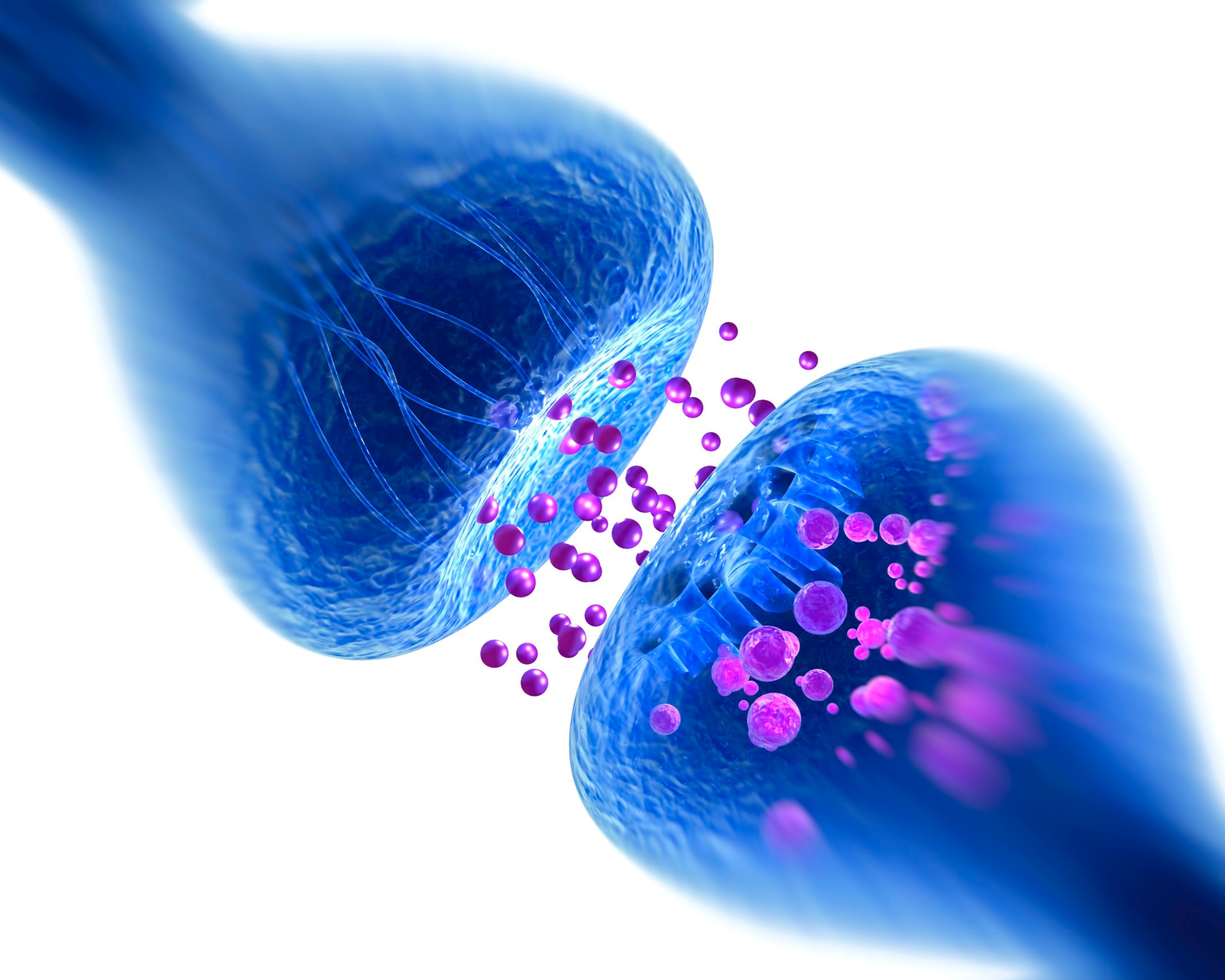 Trasmissione sinaptica — campo bioelettrico intercellulare